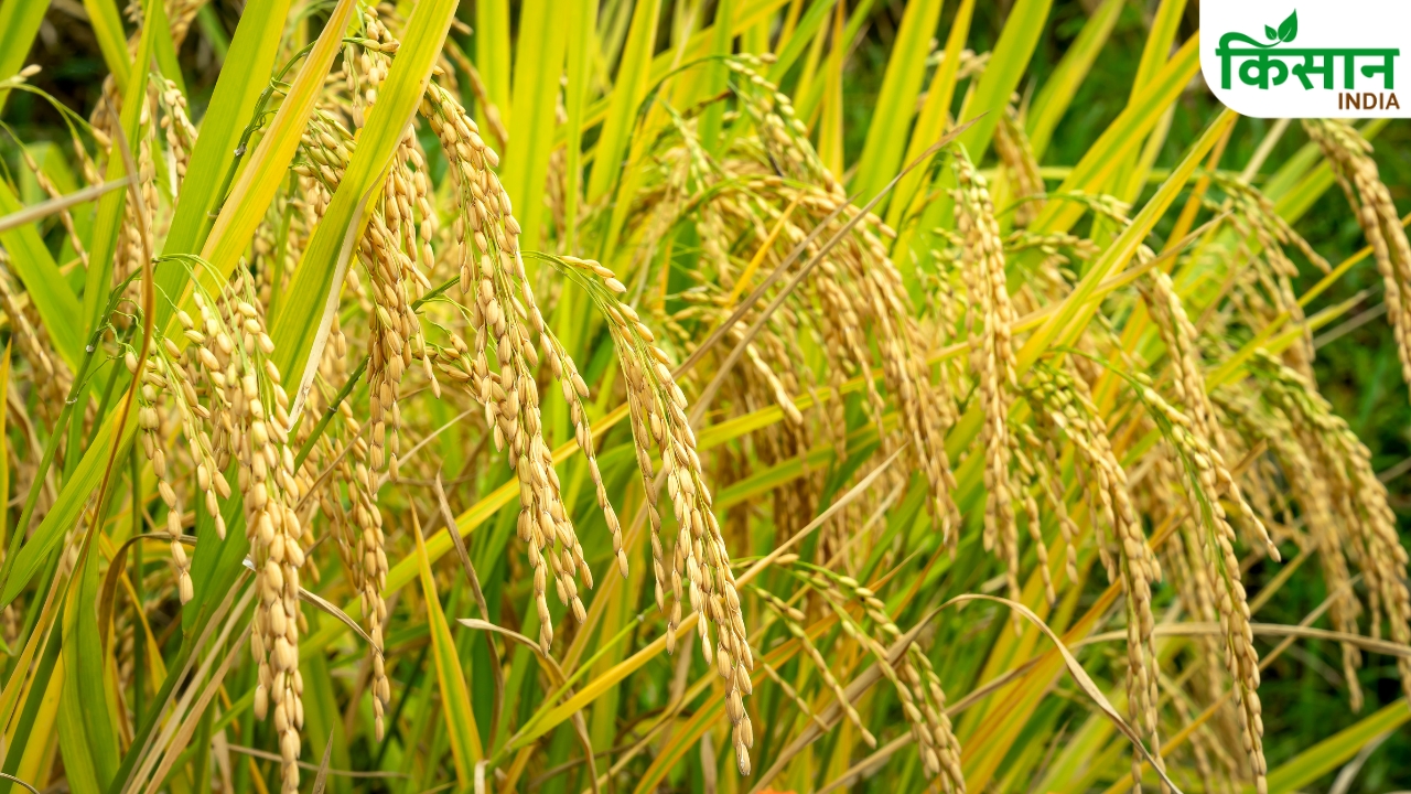 Weed Biggest Enemy Of Paddy In Low Rainfall Expert Control Formula