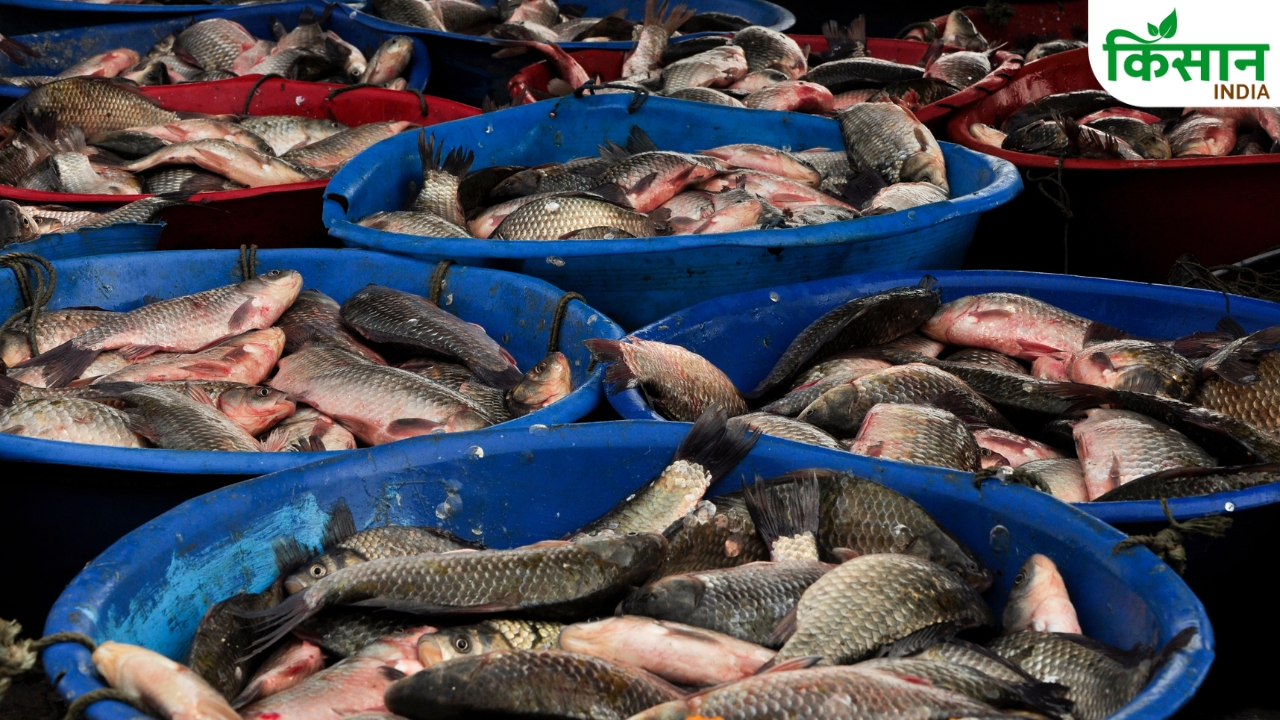 Eu Approves 21 New Indian Seafood Units For Export