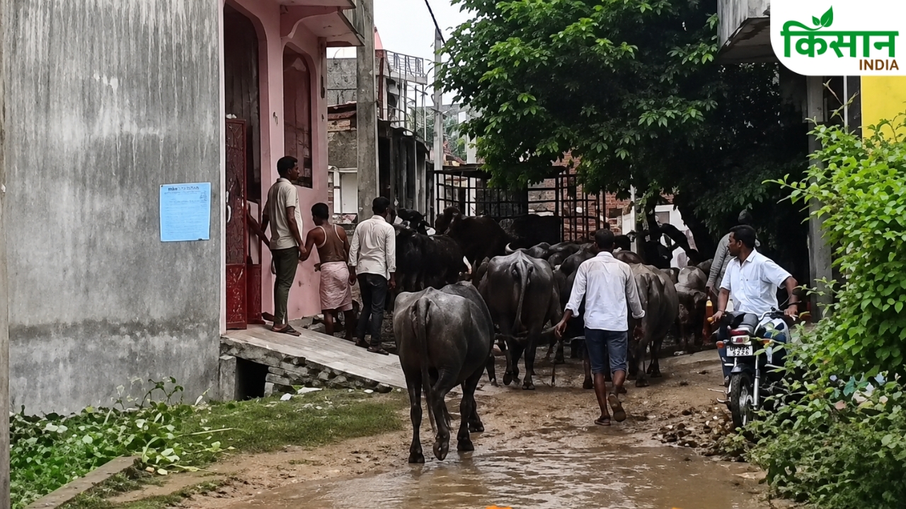Lucknow Illegal Dairy Cattle Catcher Team Attack Up Dairy License Rules