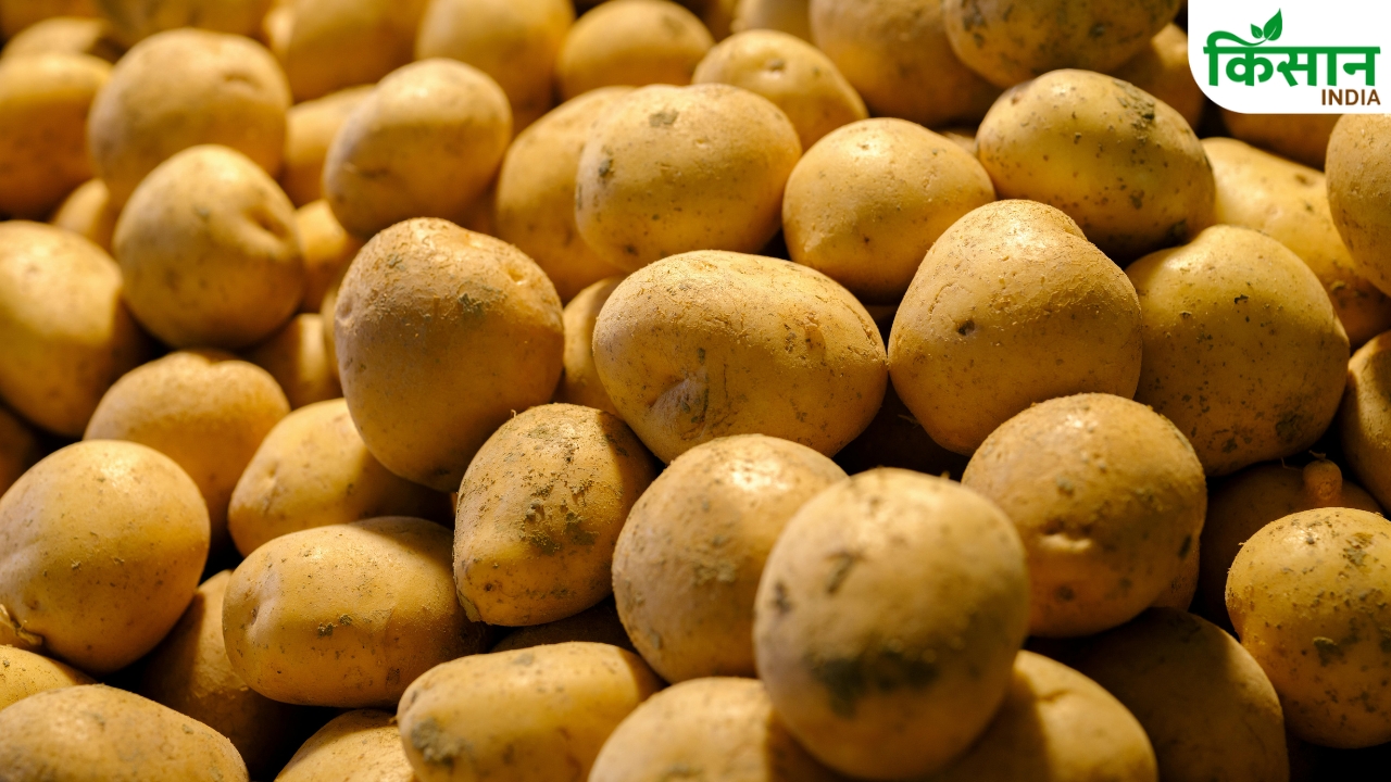 Big Opportunity For Farmers In Bihar Subsidy Up To 93863 Rupees Chip Grade Potatoes