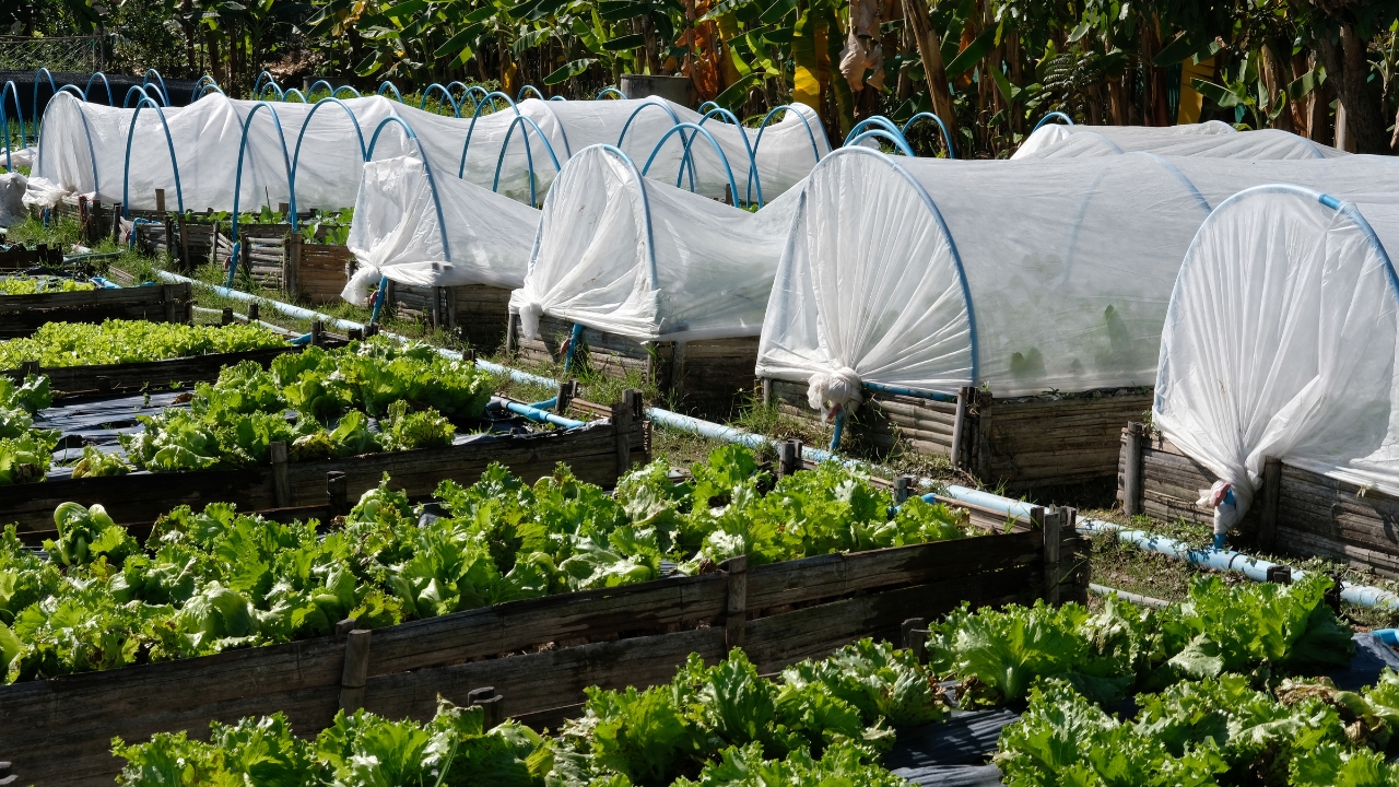 Protected Farming 90 Percent Government Subsidy Polyhouse Farming