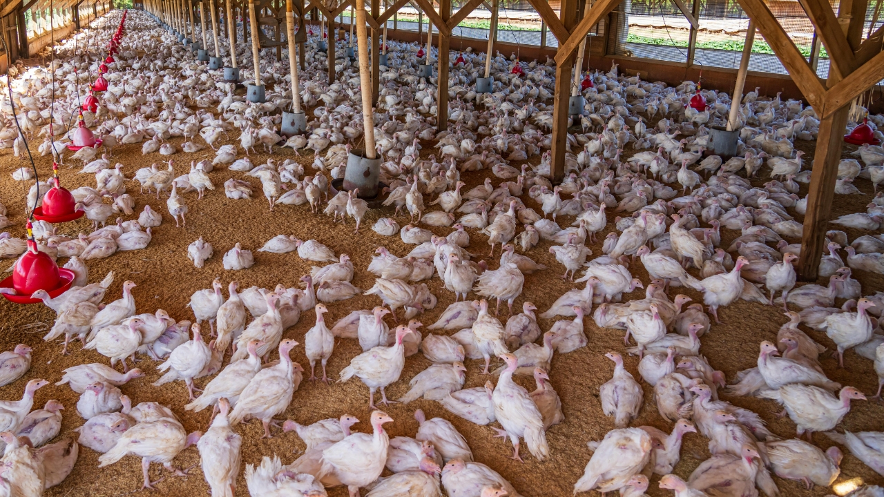 Desi Poultry Feed Check Formula To Avoid Loss In Chicken Farming