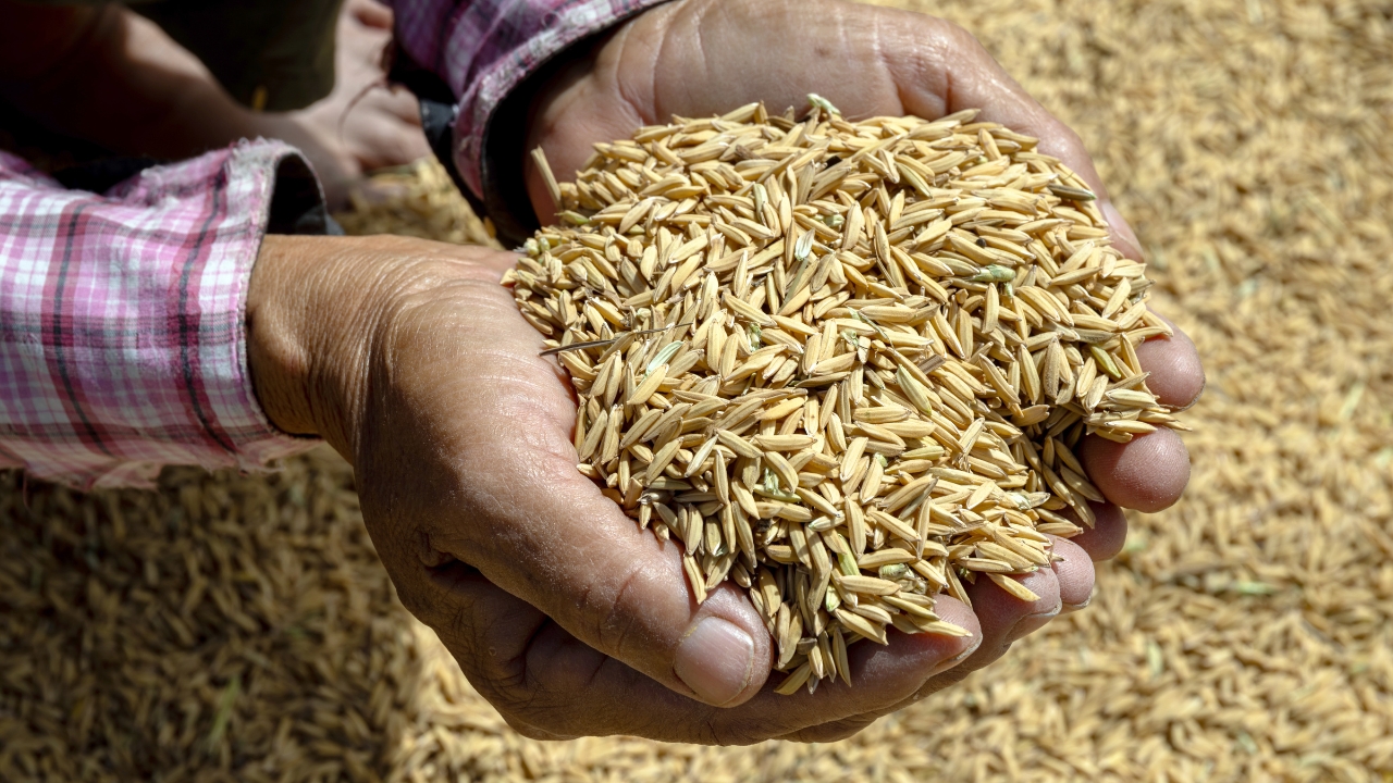 Rice Productivity Genome Edited Pusa Dst1 Yield Growth