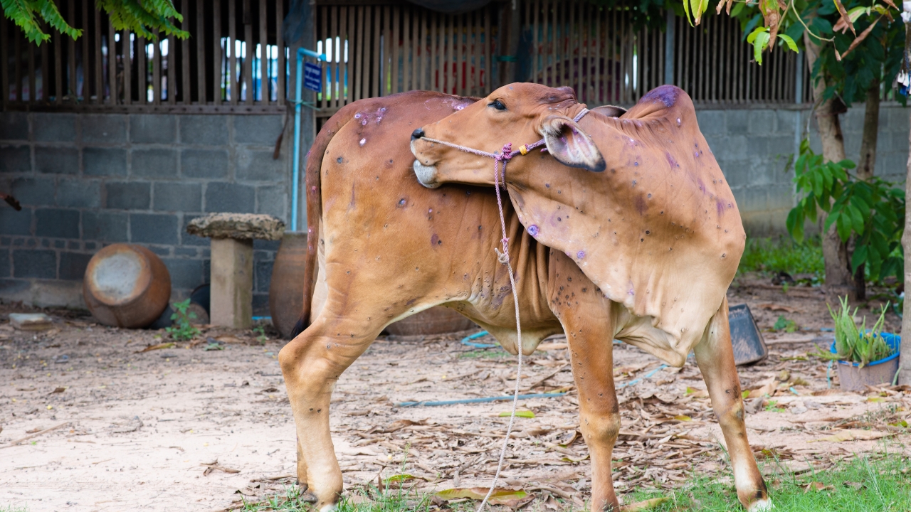 Monsoon Cattle Buffalo Disease Swelling Warning Blackleg Prevention