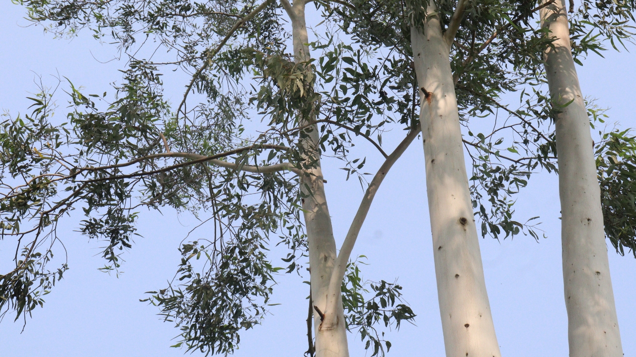 Kashmir Eucalyptus Willow New Pest External Plant Material Quarantine