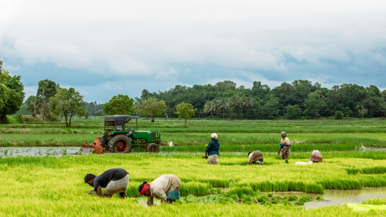 Paddy Weed Control After Transplanting First 7 Days Rice Farming