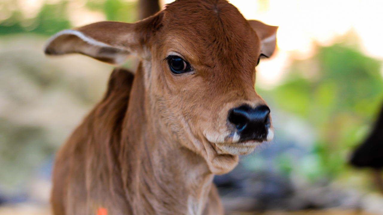 One Cows Womb Another Breeds Marvel Sahiwal Calf Born Through Embryo Transfer