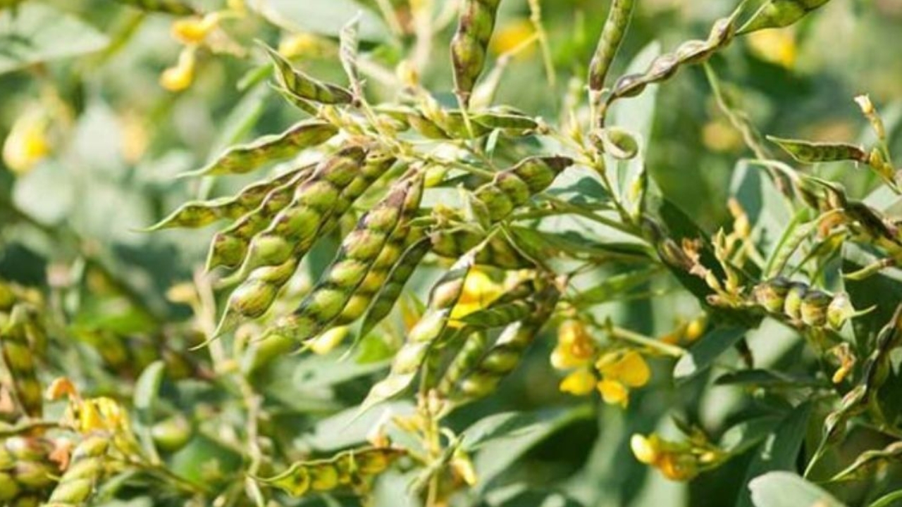 Rainfall Increases Arhar Farming Tension Protect Crop From Waterlogging Agriculture Department Advisory