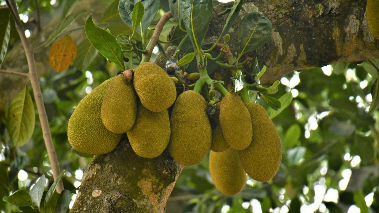 Red Jackfruit Farming Low Cost High Profit New Income Formula For Farmers