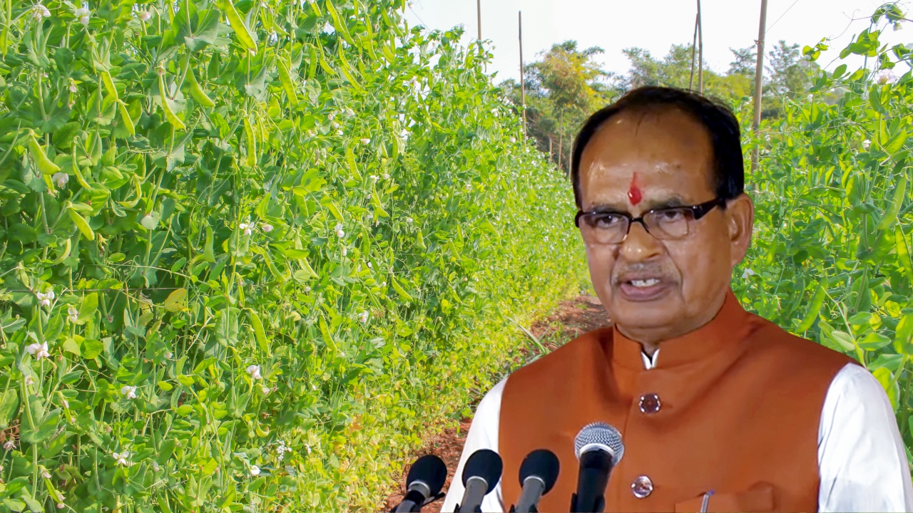 Shivraj Singh Chouhan 100 Percent Seed Subsidy Demand For Pulse Farmers