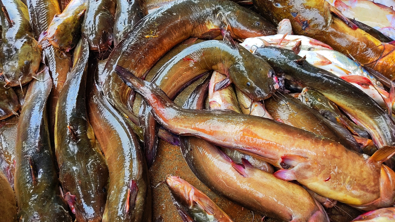 Nagpur Thai Magur Fish Illegal Ponds 36 Ton Seized Destroyed