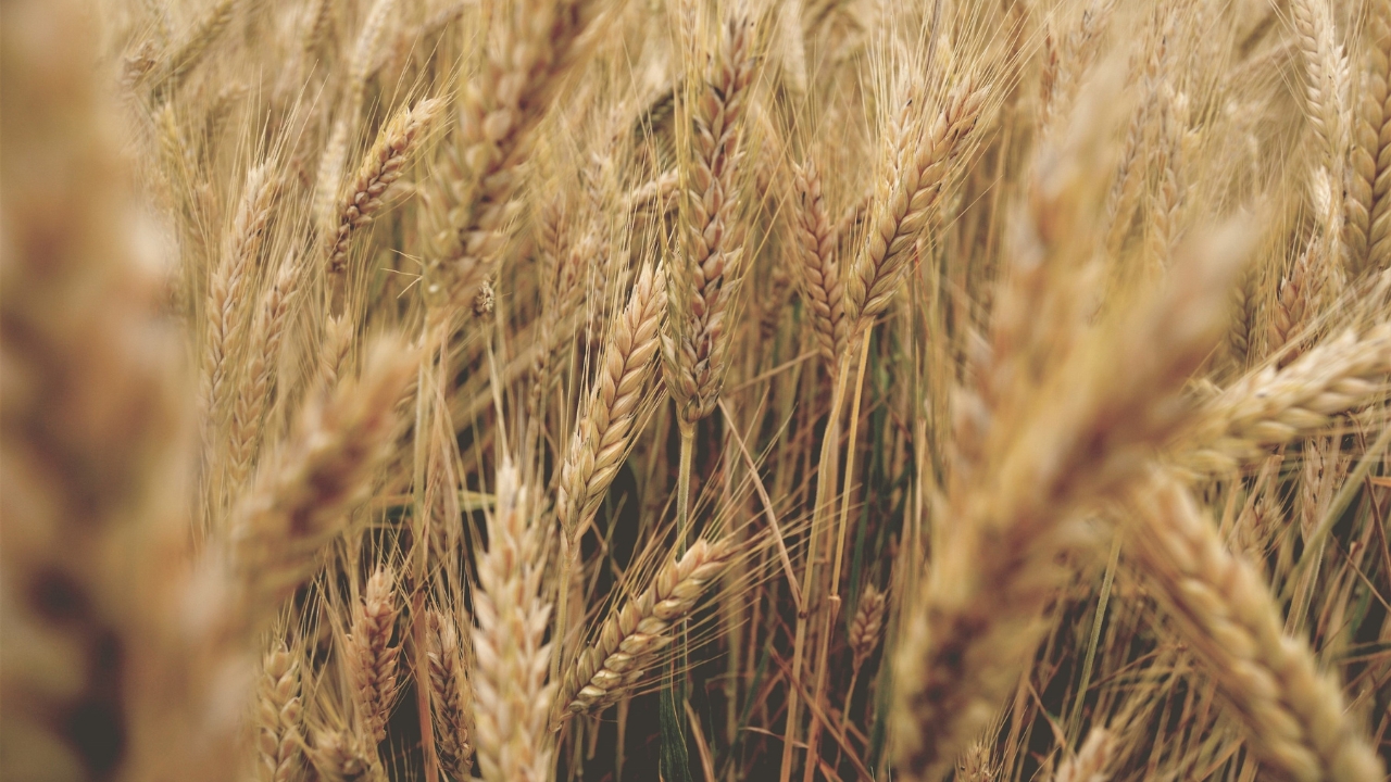 Svp Agri University Developed Wheat Variety Sardar Samriddhi Sbw 2202 109 Days 64 8 Quintal Yield