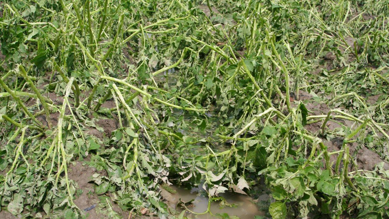 Rajasthan Rwbcis Crop Insurance Scheme Kharif 2026 Farmers Weather Crop Loss