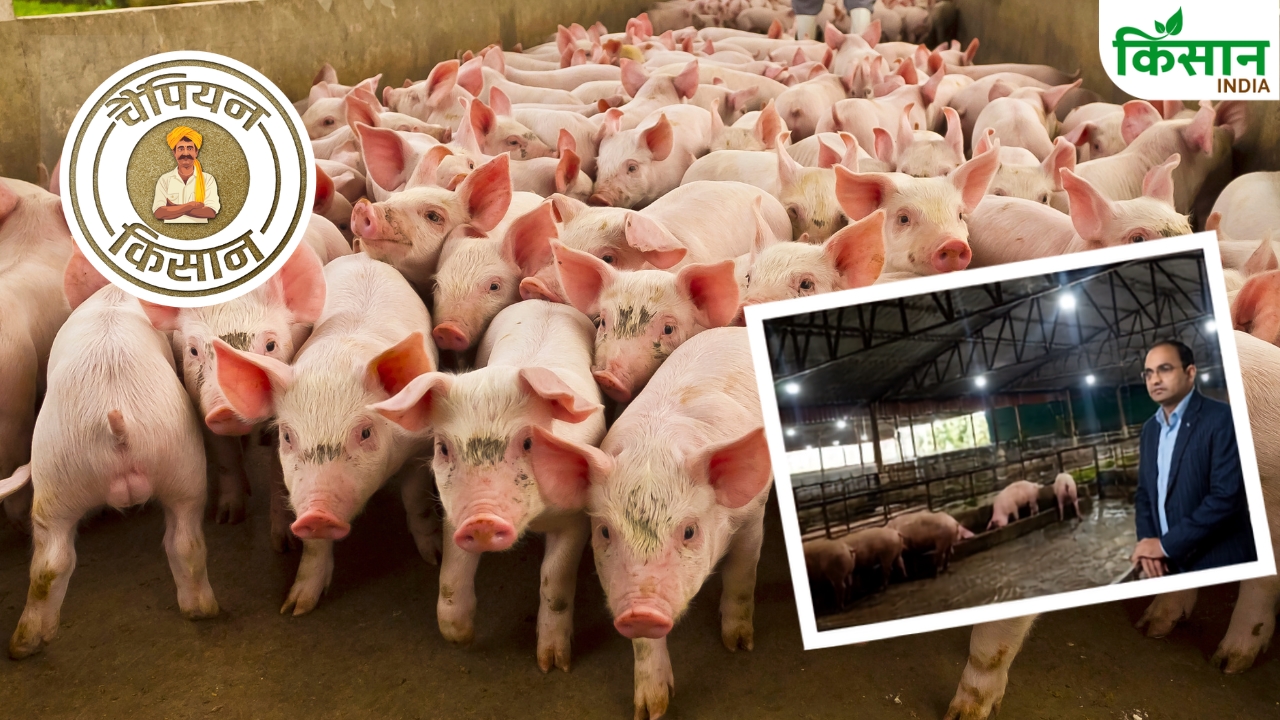 Atul Pratap Singh Farrukhabad Uttar Pradesh Pig Farming Success Story 80 Lakh Turnover