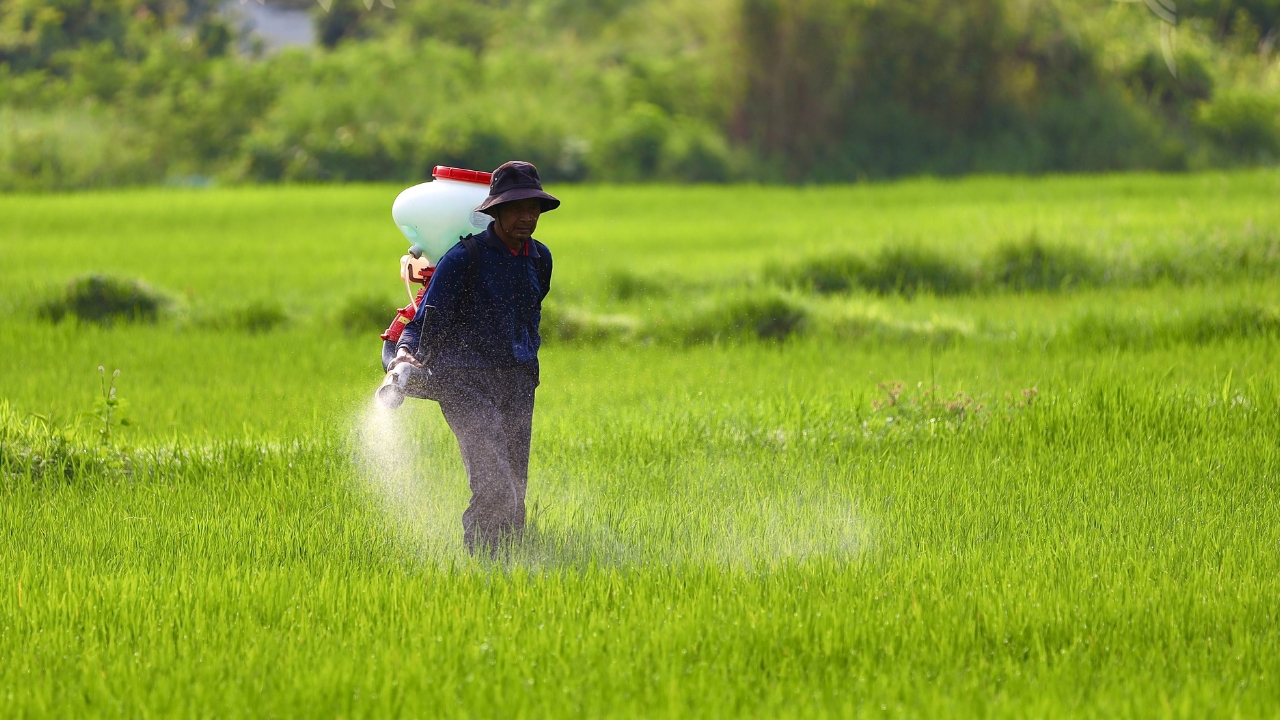 Carbosulfan Ban Preparation Government Pesticide Used In Paddy Cotton