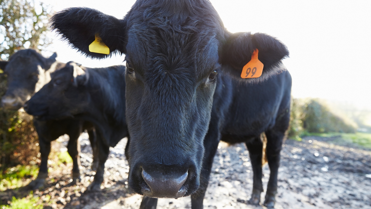 Uttar Pradesh Pashu Bima Yojana 15 Percent Premium Gay Bhains Livestock Insurance