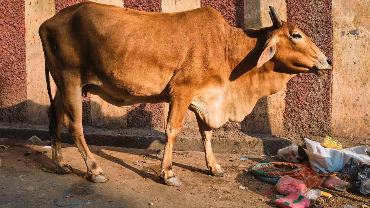 Lumpy Disease After Vaccination Cattle Infection Precautions
