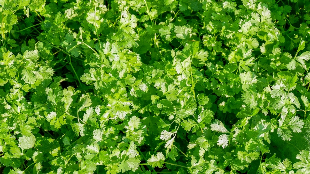 Green Coriander Farming Profit Seed Treatment Before Sowing