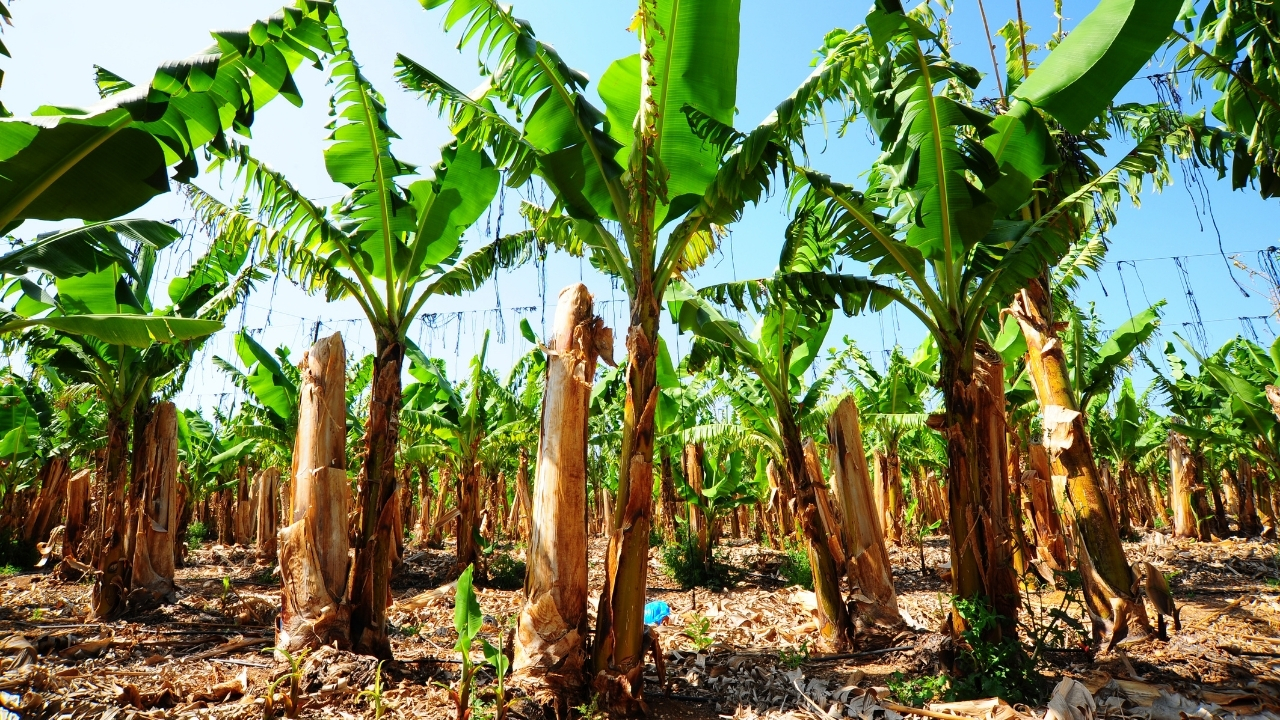Banana Farming Scientific Formula Sucker Management Boost Yield By 35 Percent