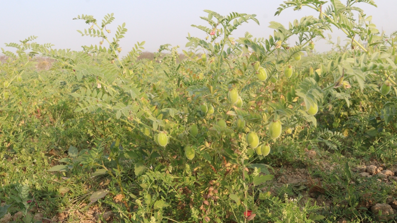Rabi Crop Preparation Wheat Gram Mustard Sowing Farmer Tips