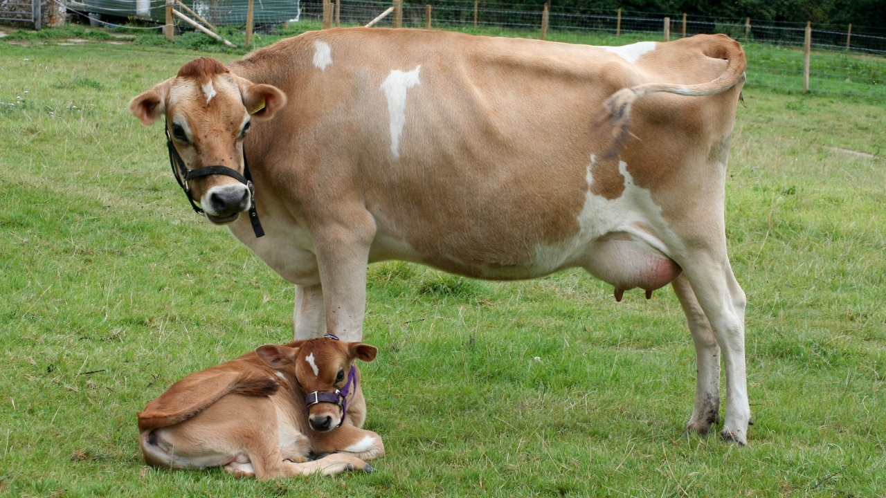 Cow Buffalo Artificial Insemination Best Time September