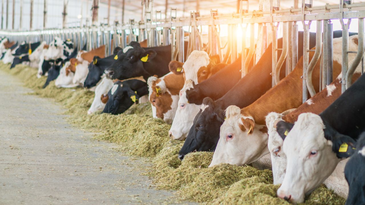 Rainy Season Mastitis Prevention Tips For Cow Buffalo Milk Production