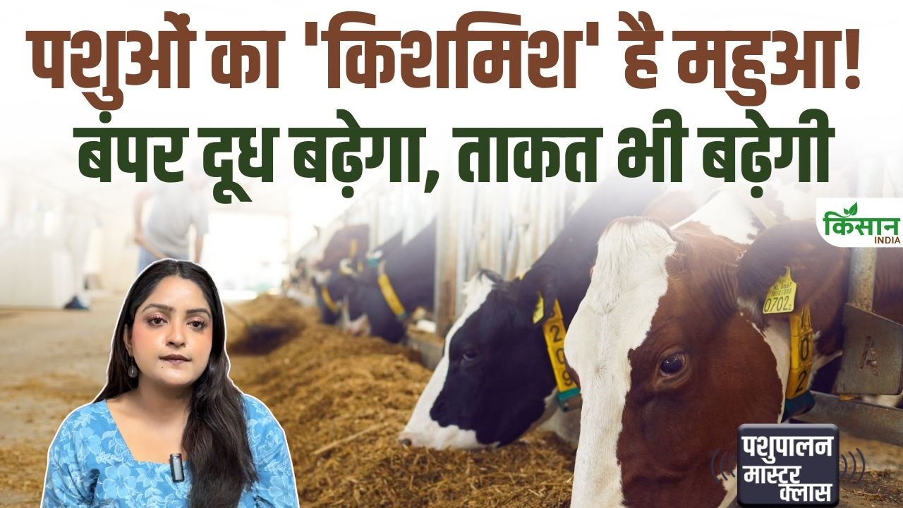 महुआ खिलाने से बढ़ेगा गाय-भैंस का दूध? जानिए सही मात्रा और पशु विशेषज्ञ की सलाह
