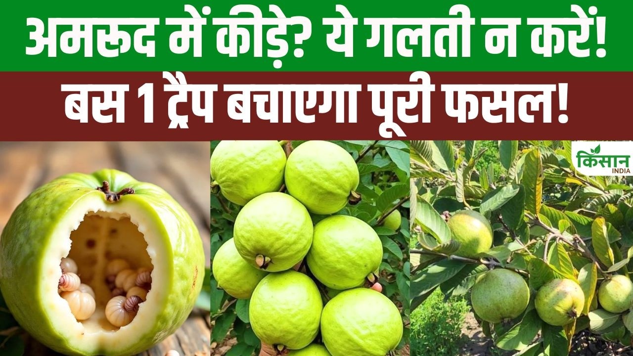 Guava Farming: बरसात में Fruit Fly और Fruit Borer से बचाव, Pheromone Trap से ऐसे बचाएं पूरी फसल