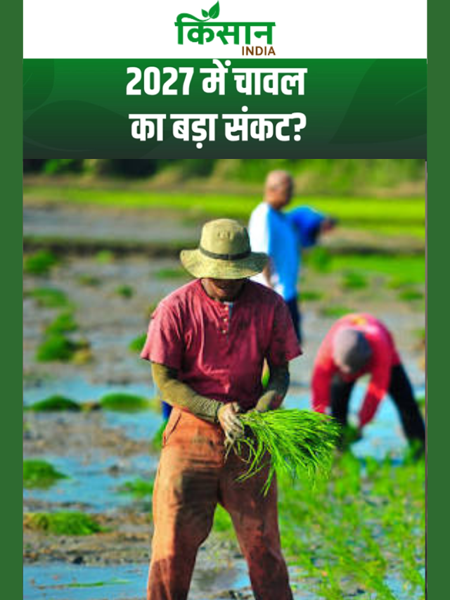2027 में चावल होगा महंगा? अल नीनो का बड़ा खतरा