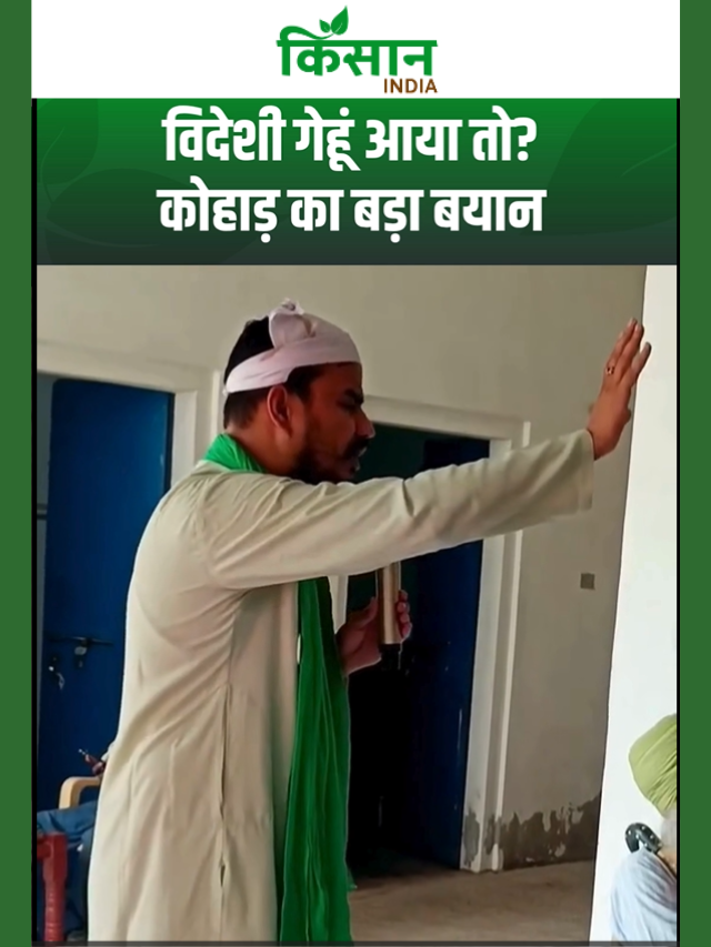 अमेरिका से सस्ता गेहूं आया तो किसानों का क्या होगा? ट्रेड डील पर कोहाड़ का बड़ा सवाल