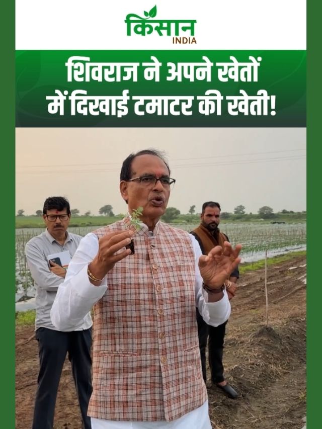 शिवराज सिंह चौहान ने खेत में उगाए टमाटर! किसानों को बताया कमाई का बड़ा जरिया