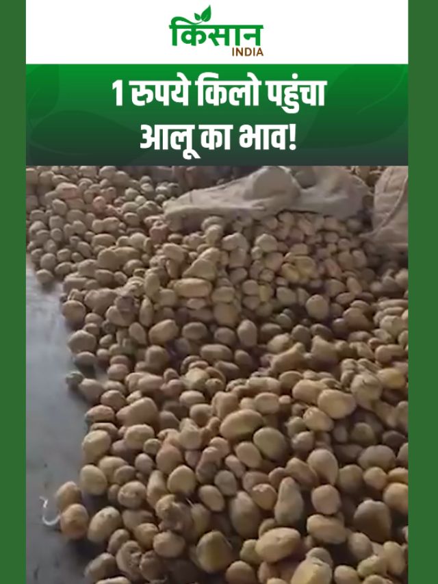 यूपी में आलू किसानों का बुरा हाल! 1 रुपये किलो बिक रहा आलू, अखिलेश का योगी पर बड़ा हमला!