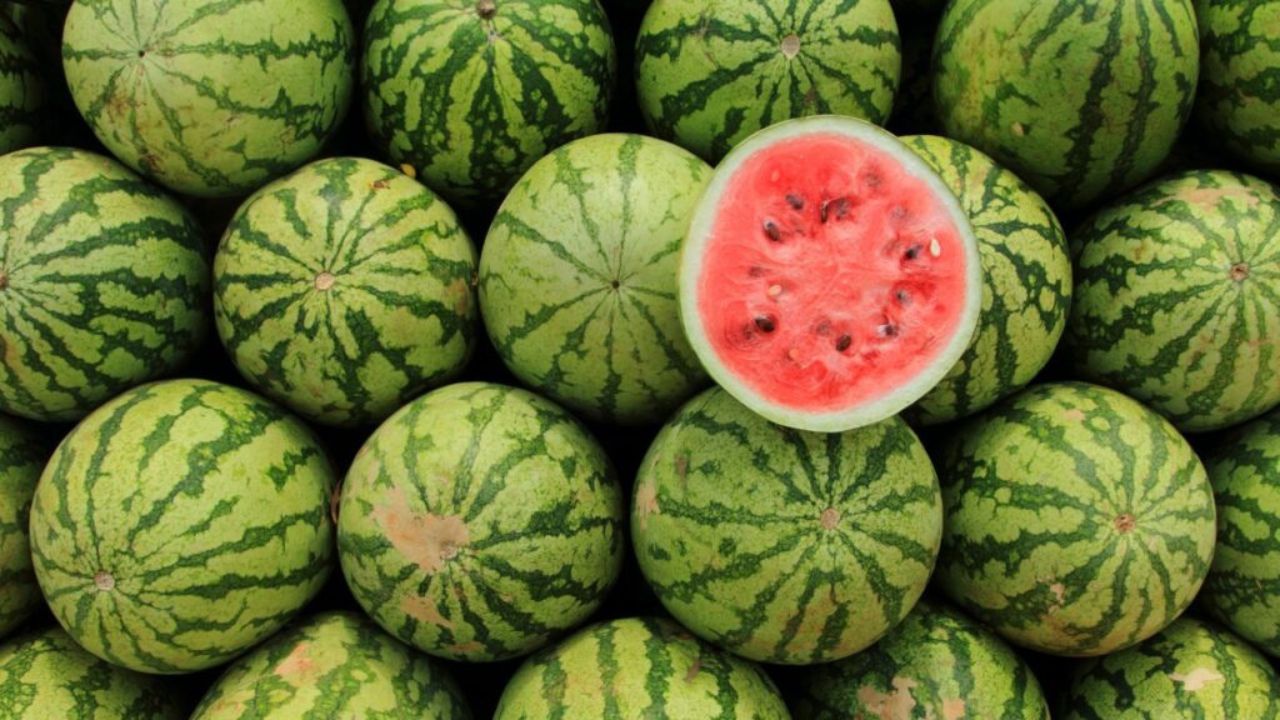 Watermelon Farming Watermelon Import Rules Relaxed Watermelon Price Fall Rajasthan Watermelon Farmers