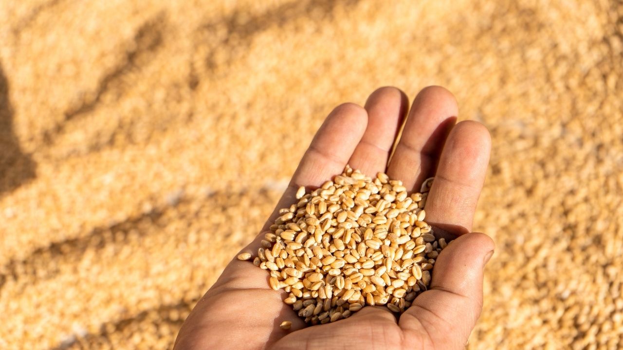 Wheat Prices Rise By 4 Percent In Domestic Market Atta Roti May Get Costlier