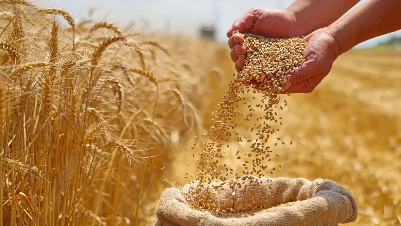 Haryana Wheat Farmers Benefit Significantly From Msp Beneficiaries Double In 5 Years
