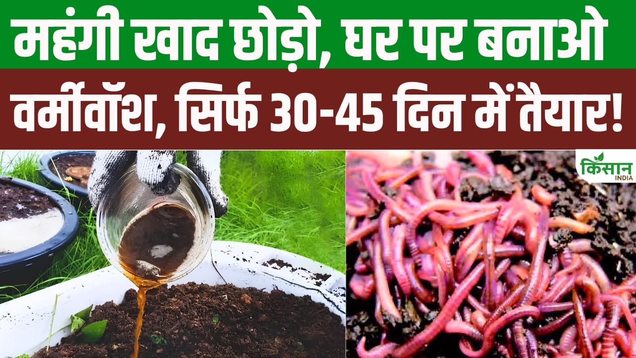 No More Hassle With Expensive Fertilizers Here How To Make Vermiwash At Home Using Cow Dung You See Amazing Results On Your Plants