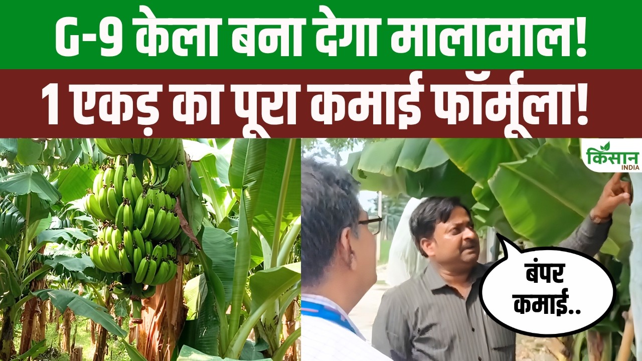 Earn Up 3 5 Lakh From G 9 Banana Cultivation Plant 1500 Saplings Per Acre