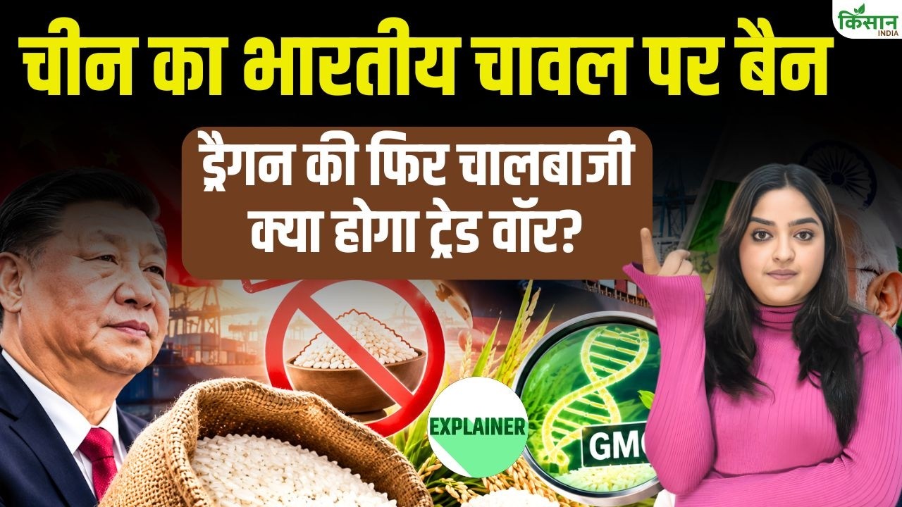 Major Blow China Ban Imposed On 7 Indian Rice Exporters Gmo Allegations Spark An Uproar