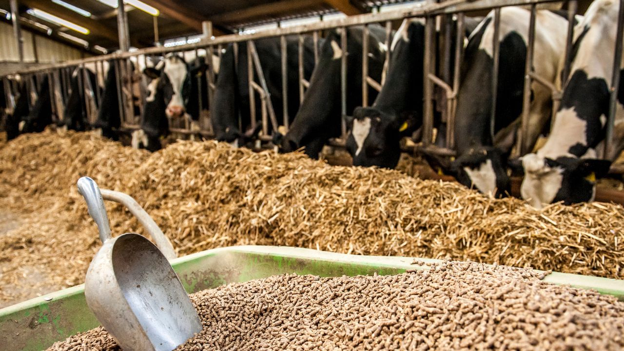 Tamil Nadu Faces A Shortage Of Animal Feed Milk Production Costs Have Risen Aavin Has Reduced Production