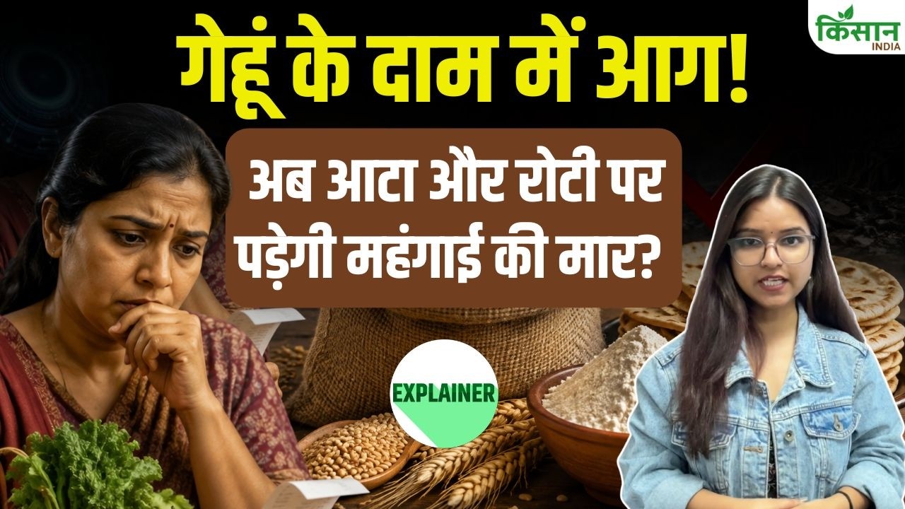 गेहूं के दाम में उछाल से बढ़ेगी रसोई की टेंशन! आटा-ब्रेड महंगे होने का मंडराया खतरा