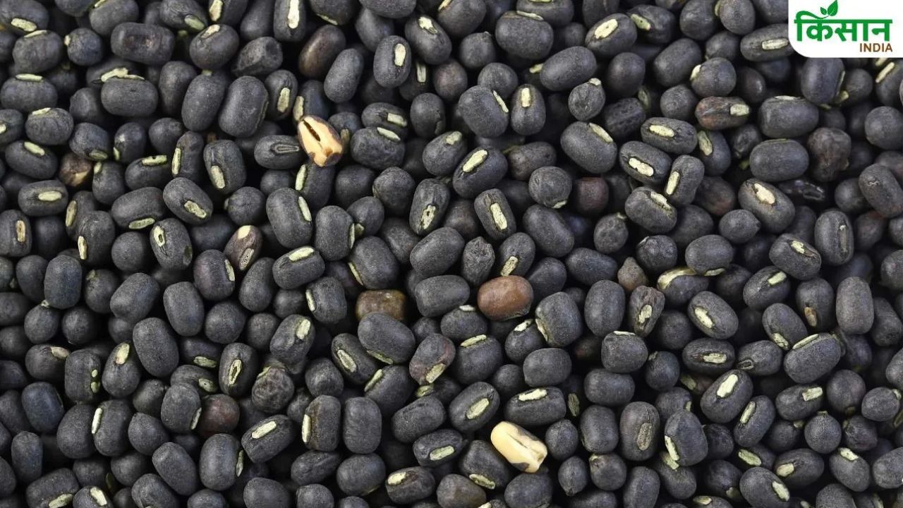 उड़द बुवाई में 10 फीसदी बढ़ोतरी, 21 लाख हेक्टेयर के पार पहुंचा रकबा.. कीमतों में गिरावट शुरू