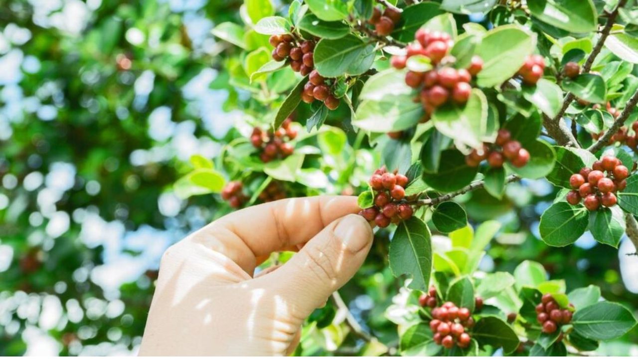 Coffee Farmers Are Worried Due To Insufficient Rainfall White Stem Borer Is Attacking