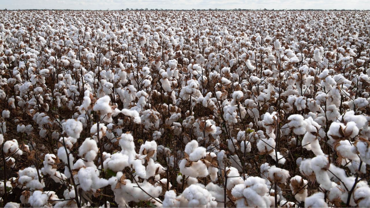 Indian Cotton Yarn Demand Rises In China Exports Rise 8 Percent