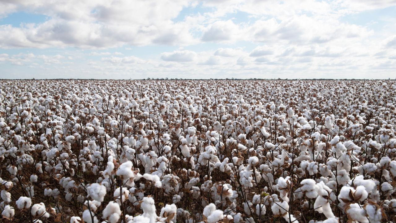 Farmers Are Disillusioned With Cotton Acreage In North India Has Declined By 23 Percent With A Record Decline In Punjab