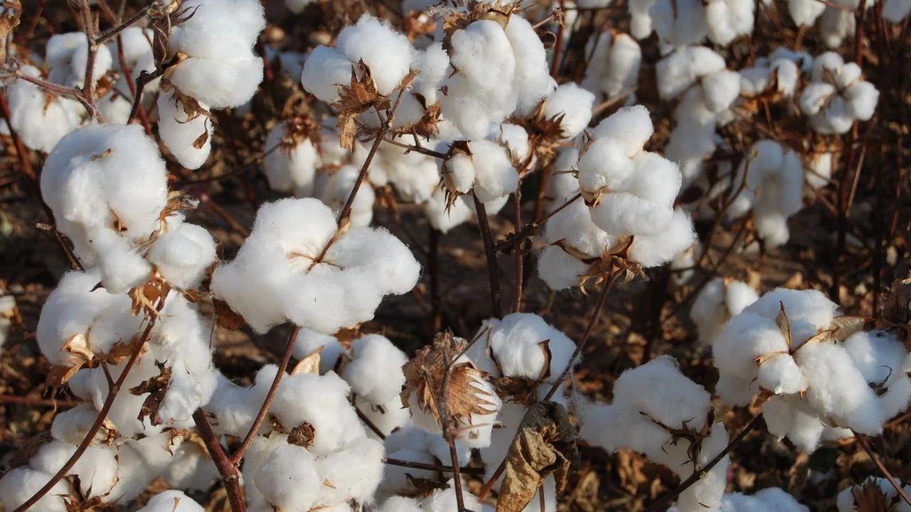 New Cotton Season Begin With A Record Stock Estimated At 93 Point 59 Lakh Bales