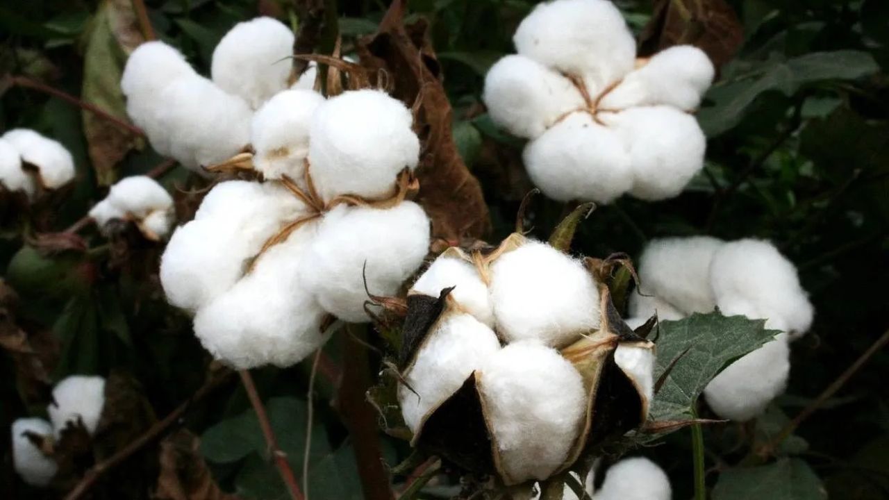 Cotton Prices Rise Cci Hikes Prices Delay In Arrival Of New Crop Likely To Further Increase Prices