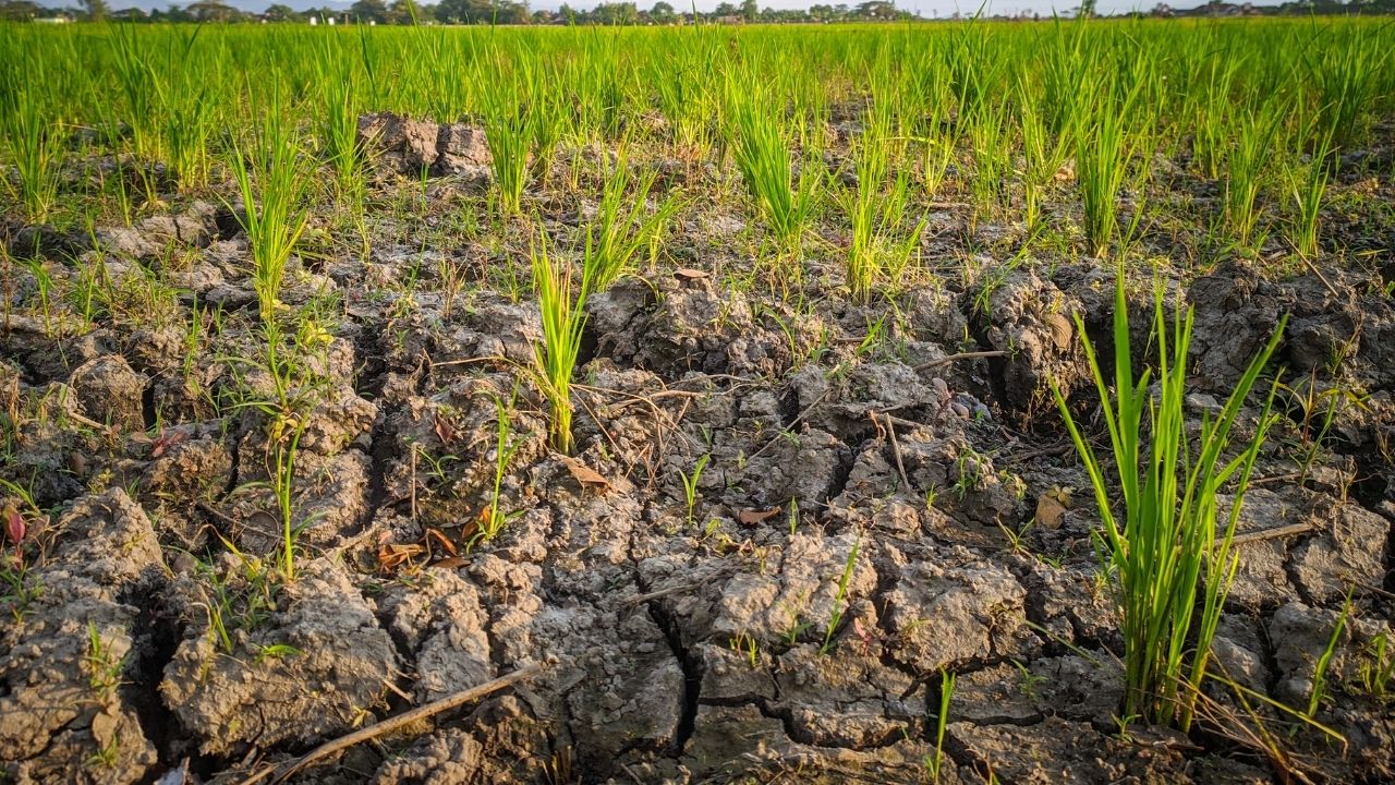 Karnataka Government Declares 101 Taluks As Drought Hit Less Rain In Karnataka