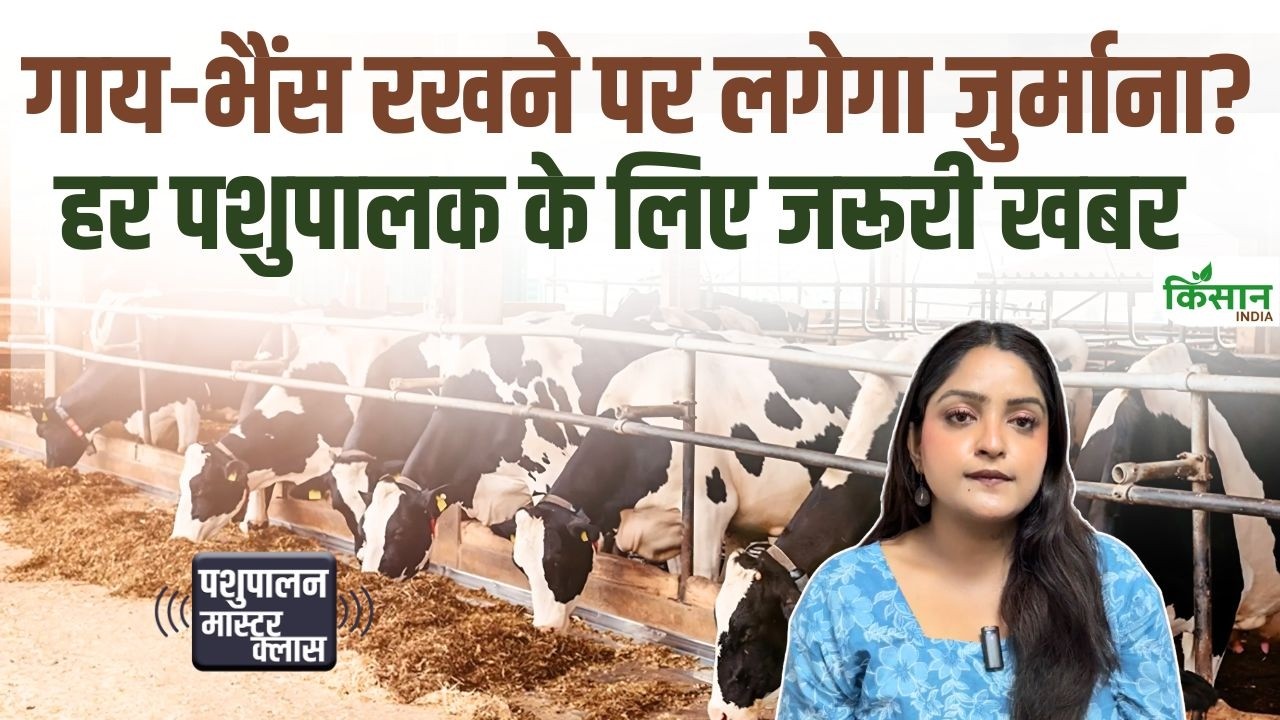 Rules Cows And Buffaloes Is License Required Even Keeping Just Two Cows Or Buffaloes Find Out Full Regulations And Penalties
