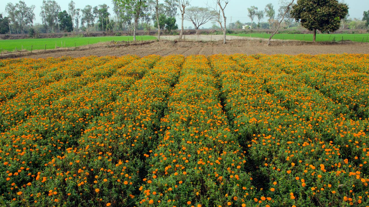 Flower Cultivation Kerala Flower Cultivation Flower Acreage Increased Onam Flower Demand