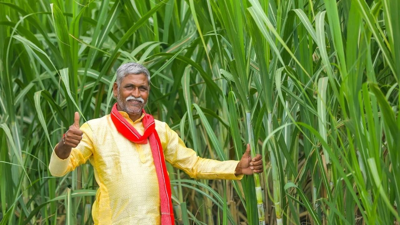 Intercropping Right Way To Grow Peanuts Along With Sugarcane